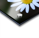 Daisy Acrylic print