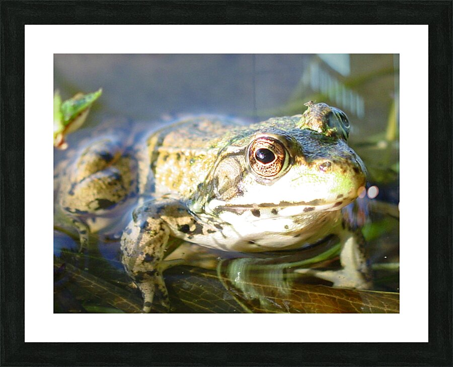 SI Frog  Picture Frame print