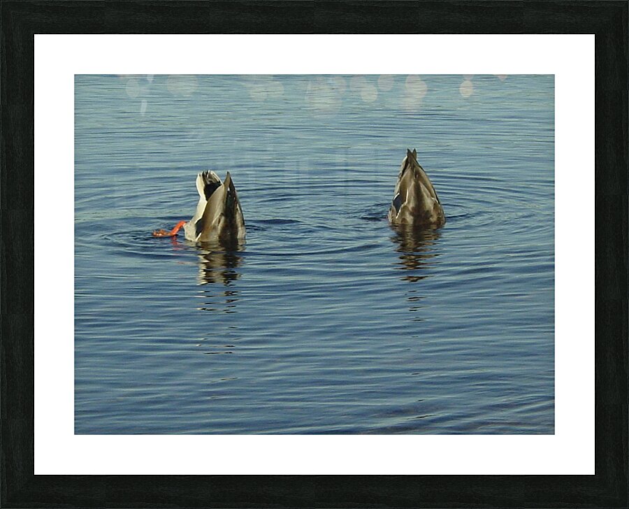 Mallards Picture Frame print