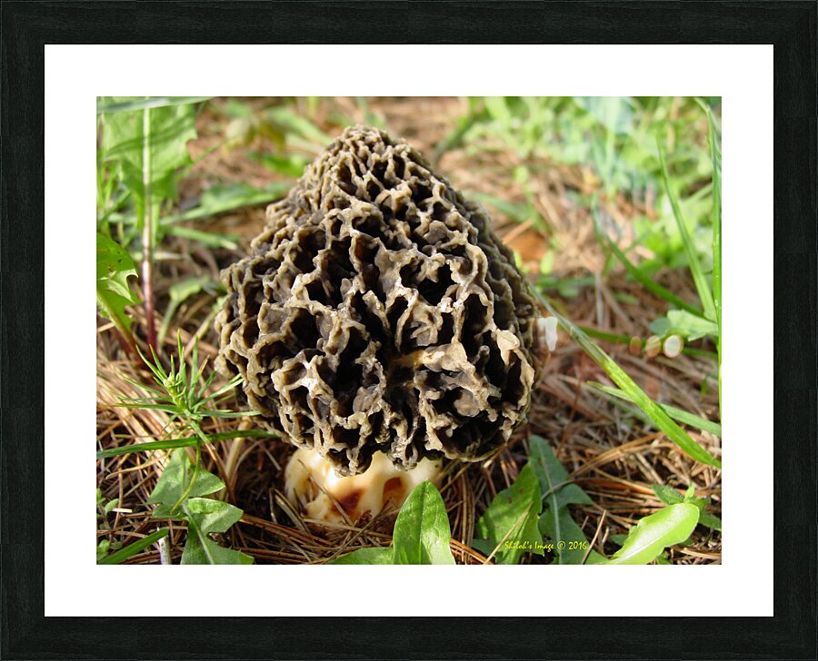 Morel mushroom Picture Frame print