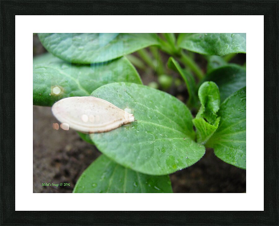 Pumpkin seed Picture Frame print