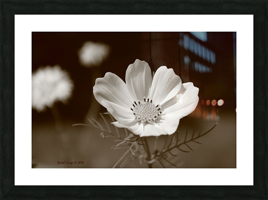 Classic cosmos Picture Frame print