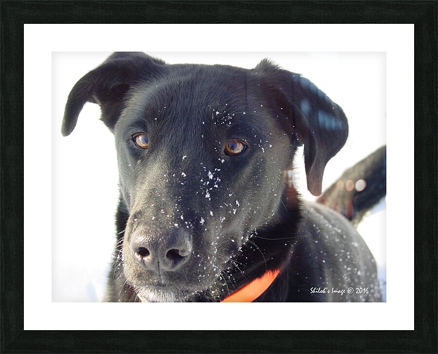 Black lab Picture Frame print