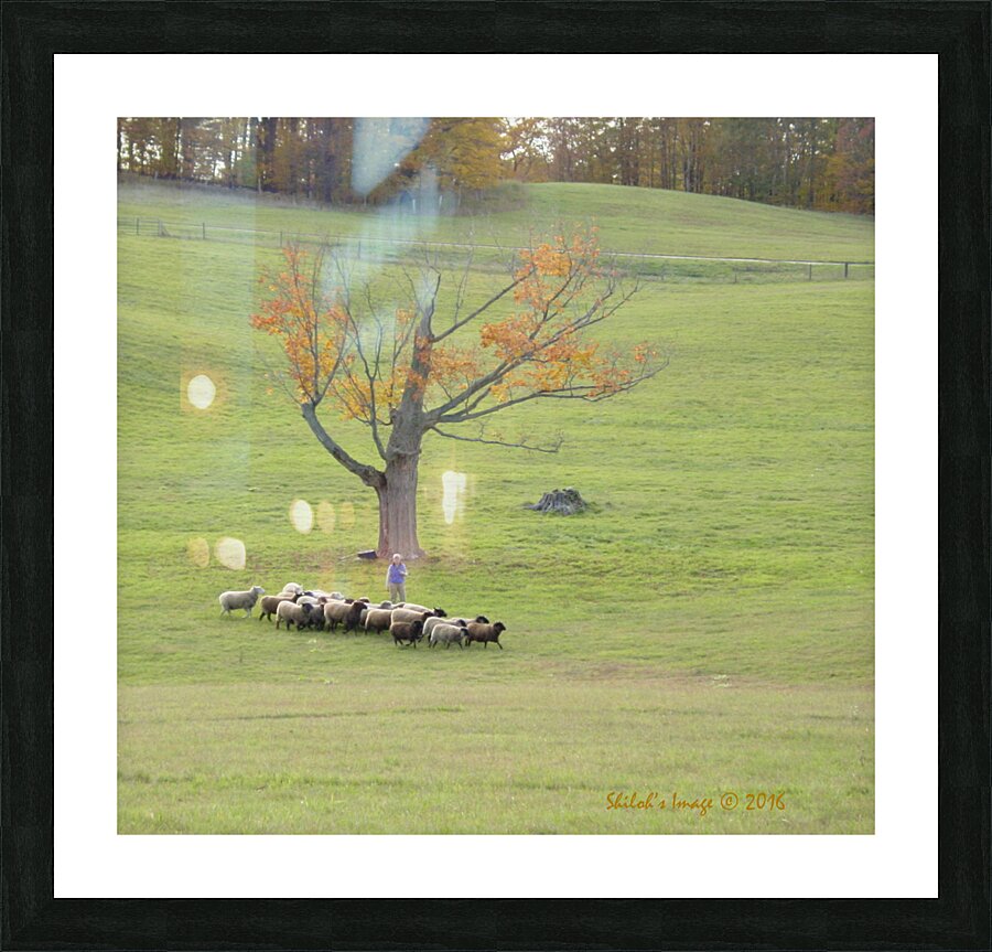 Sheep herd Picture Frame print