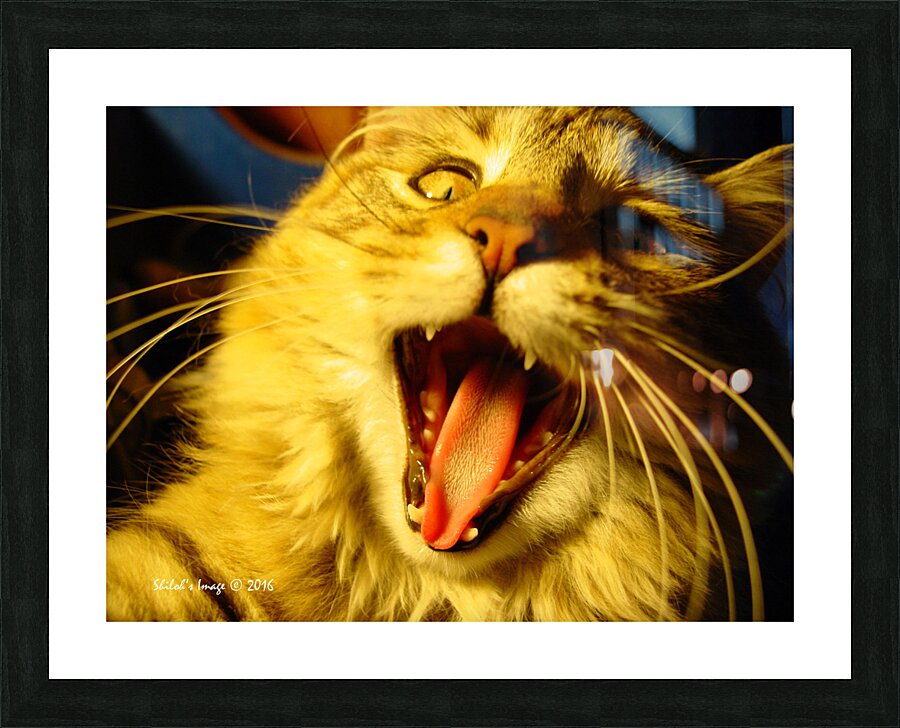 Cat yawn Picture Frame print