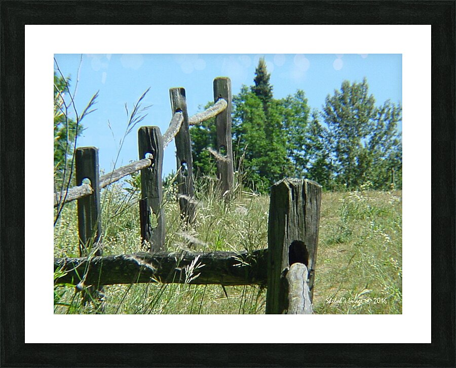 Fence row Picture Frame print