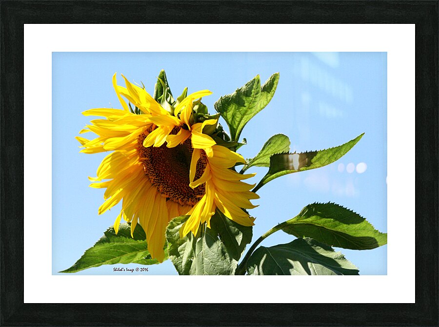 Sunflower Picture Frame print
