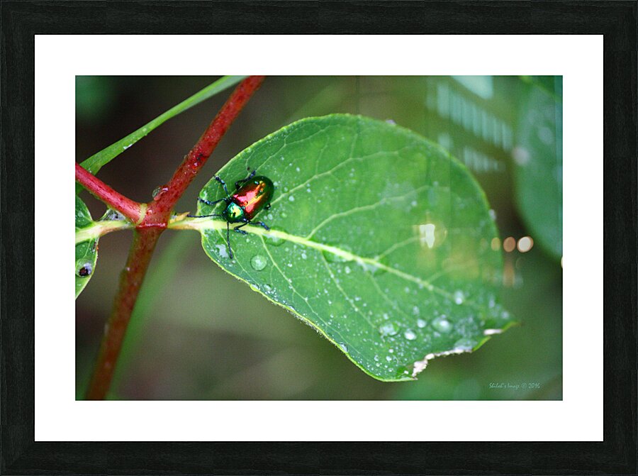 Rainbow beetle Picture Frame print