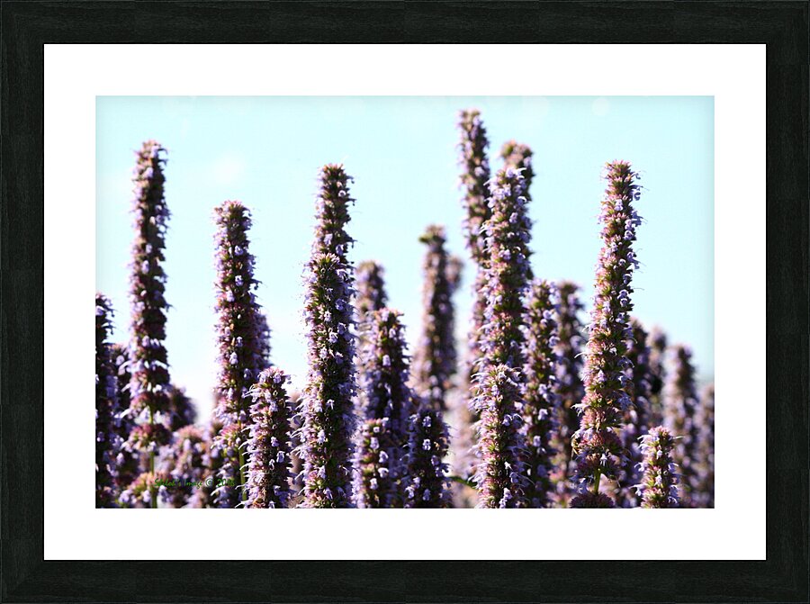 Lavandar  Picture Frame print