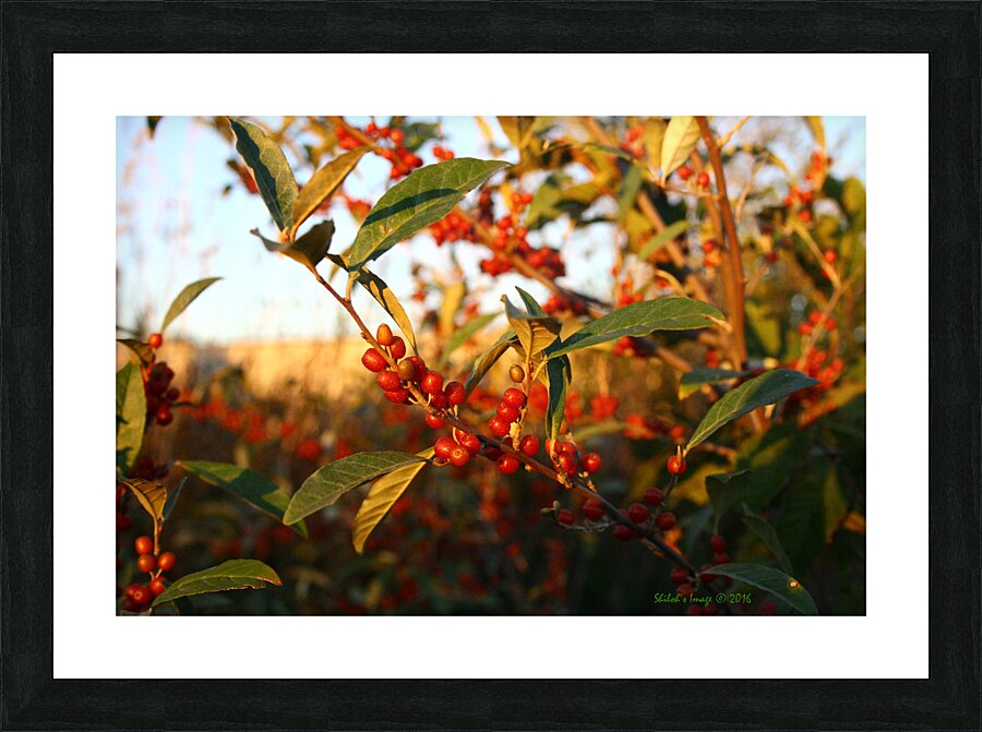 Berry bush Picture Frame print