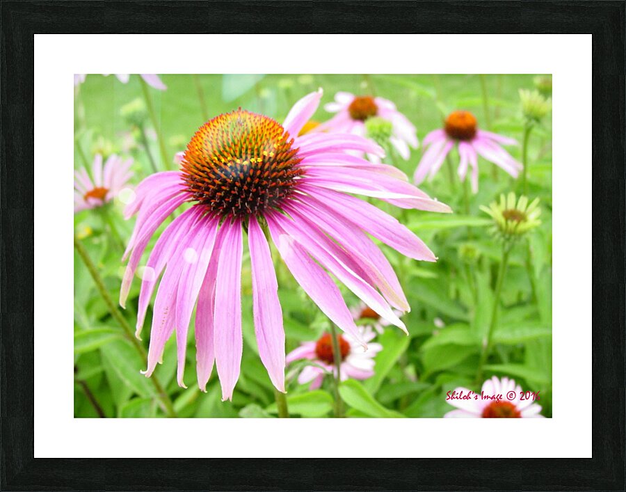 Echinacea   Picture Frame print