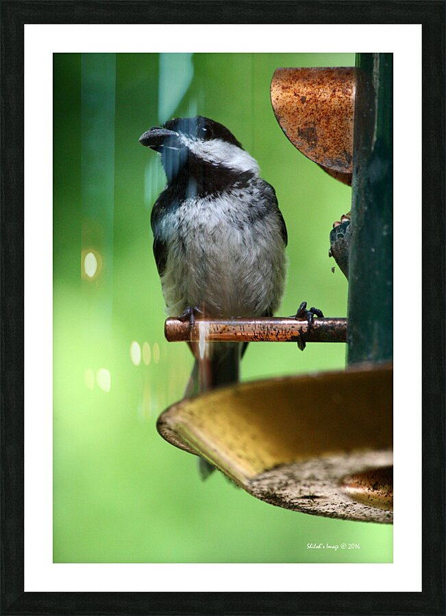 Chickadee Picture Frame print