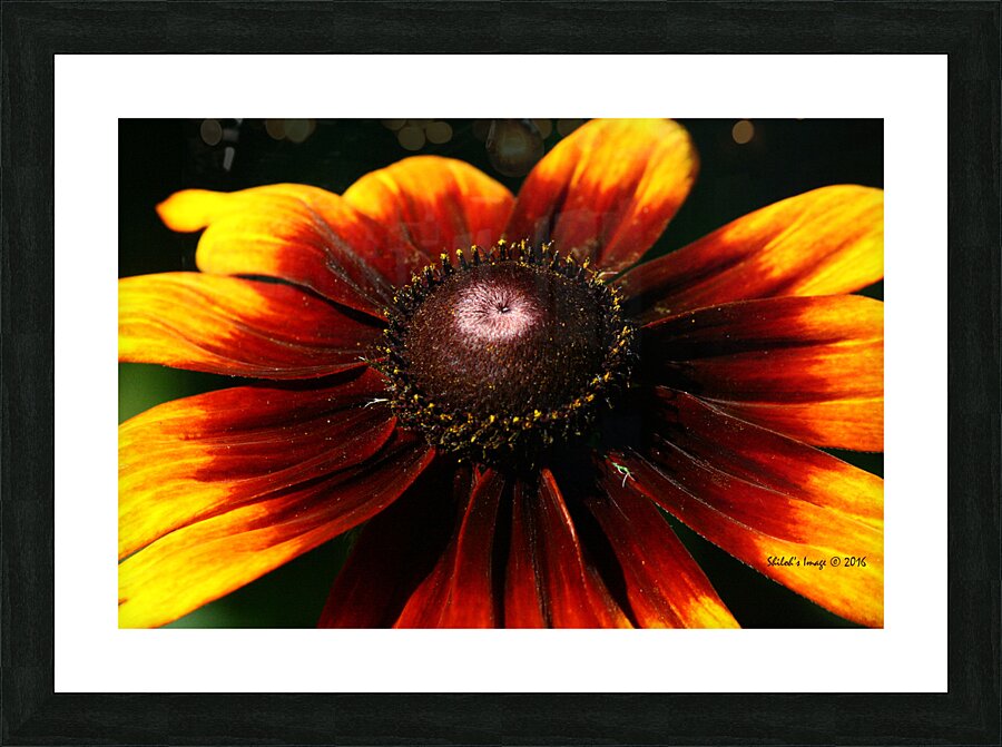 Summer sunflower Picture Frame print