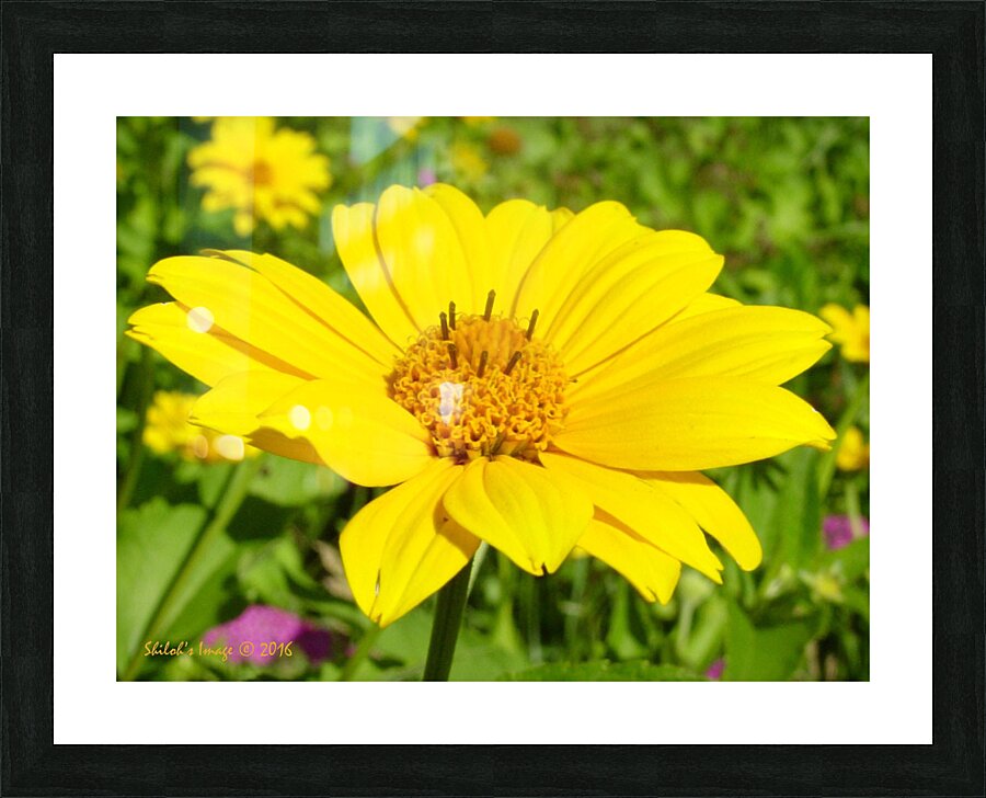 Mello yellow Picture Frame print