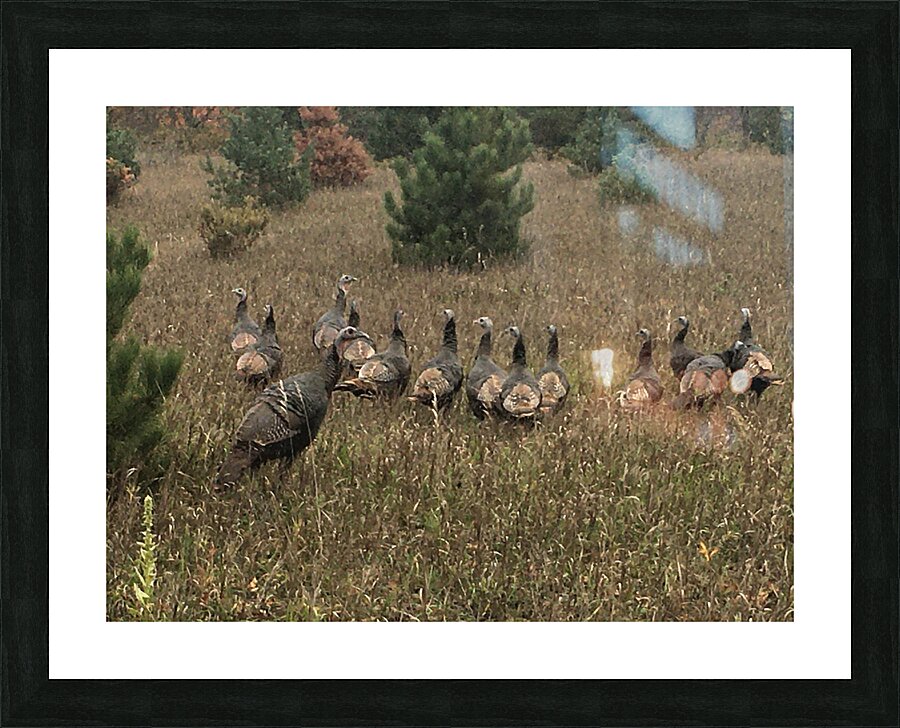 Wild Turkey Picture Frame print