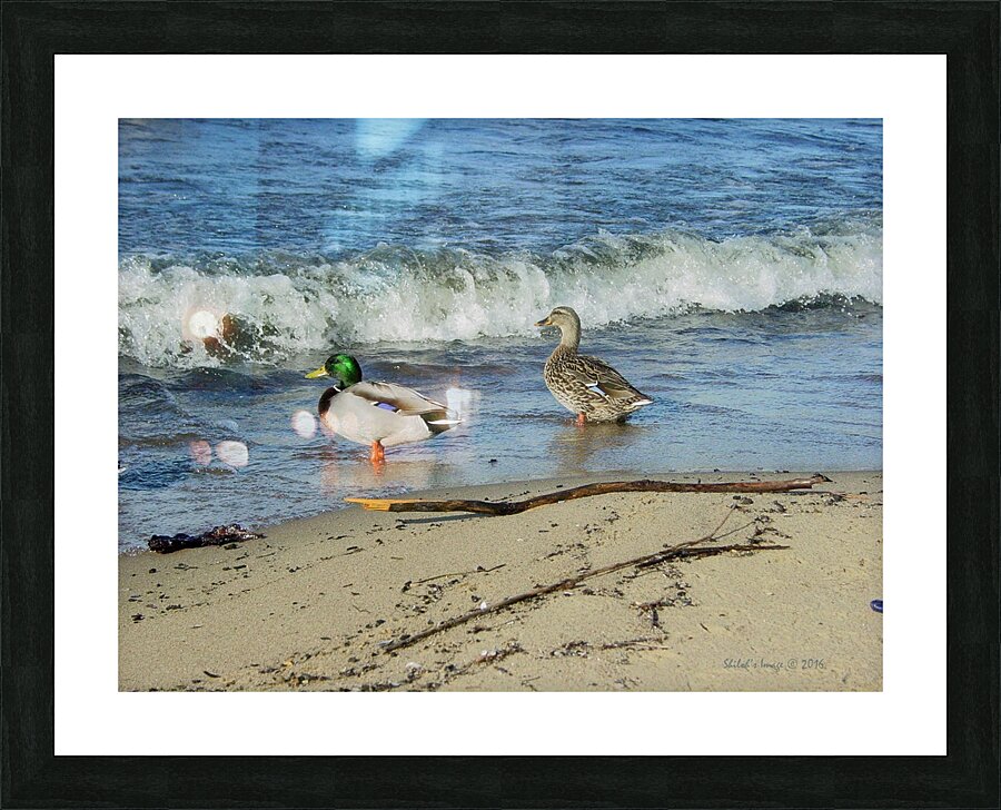 Mallard Ducks Picture Frame print