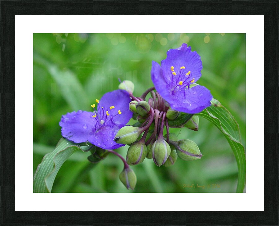 Spiderwort Picture Frame print