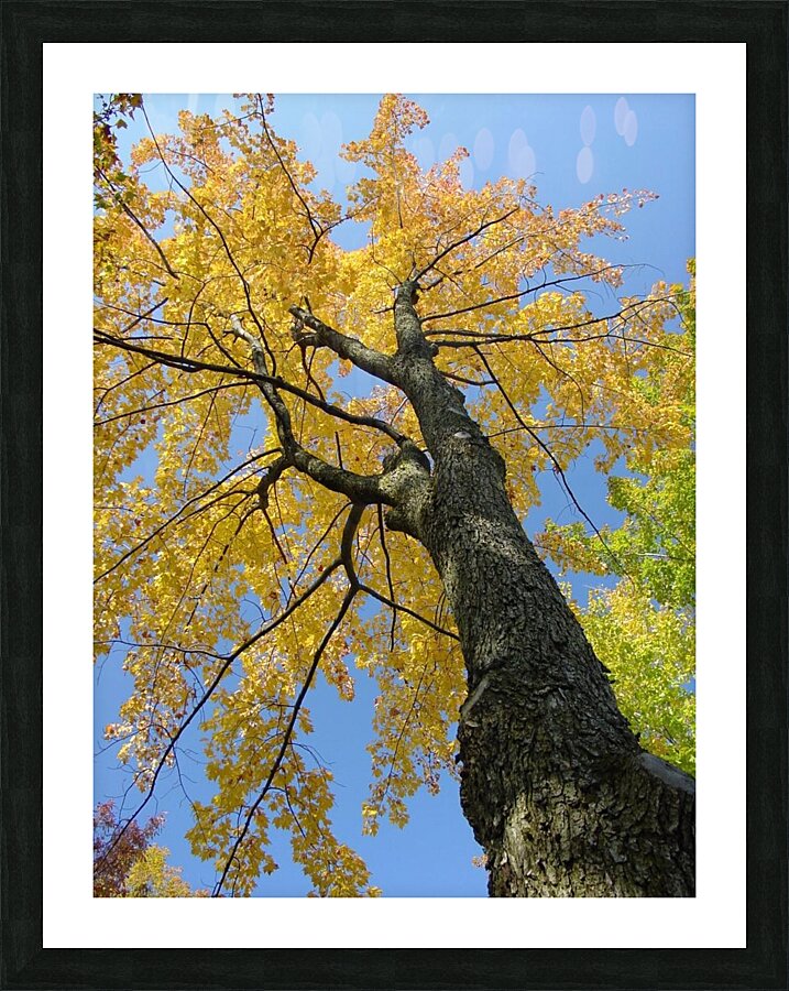 Yellow Maple  Picture Frame print