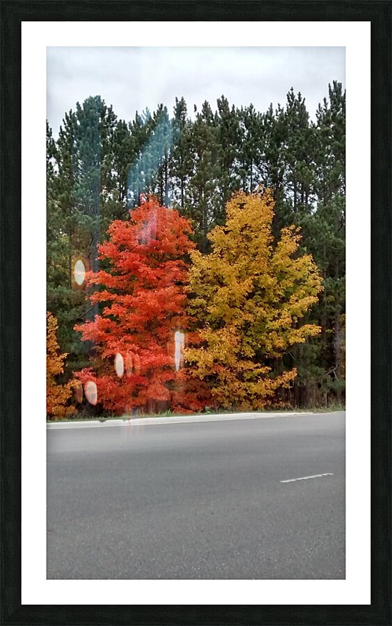 Twin Maples Picture Frame print