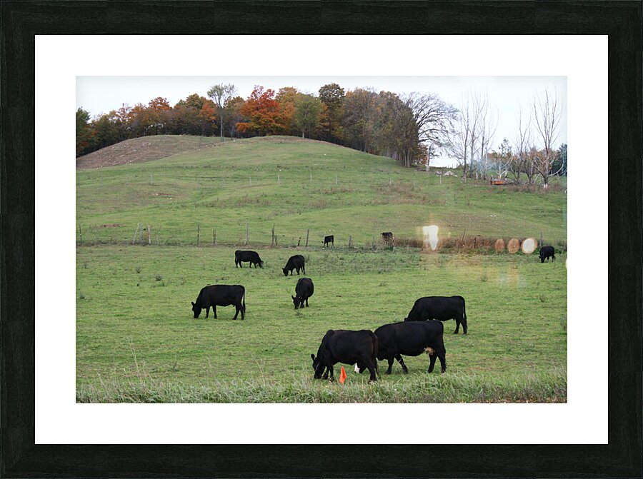 Cows Grazing Picture Frame print