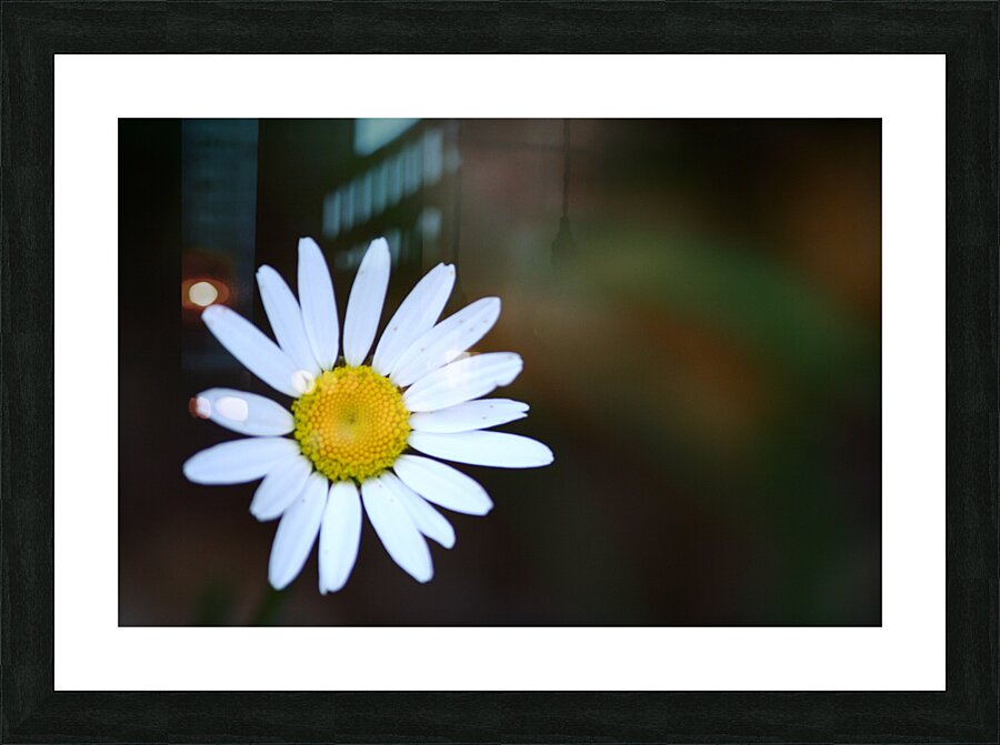 Daisy Picture Frame print