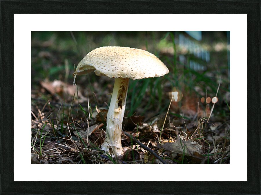 Mushroom Picture Frame print