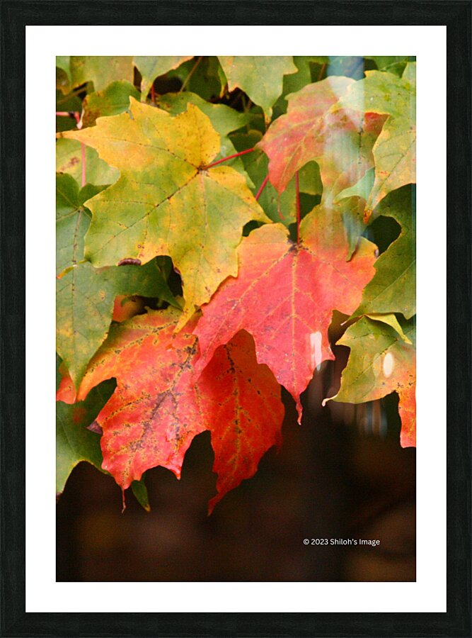 Fall Maple Picture Frame print