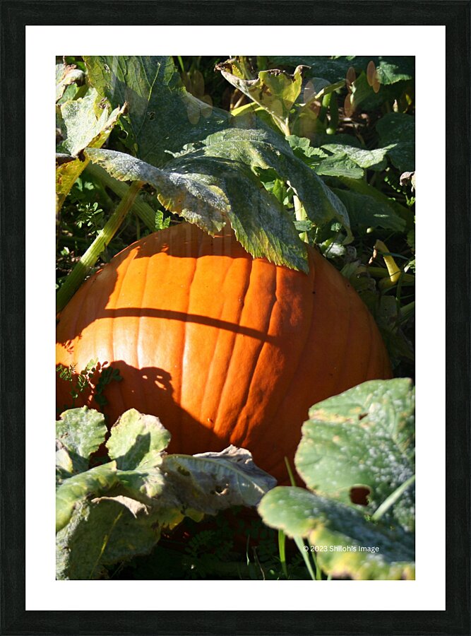 Pumpkin Picture Frame print