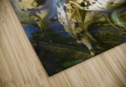 SI Frog  Shilohsimage puzzle