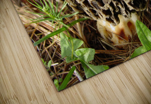 Morel mushroom Shilohsimage puzzle