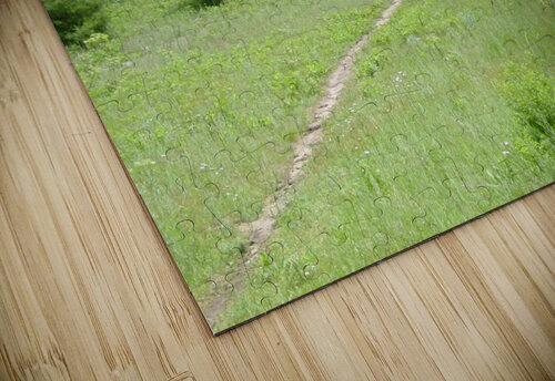 Summer path Shilohsimage puzzle