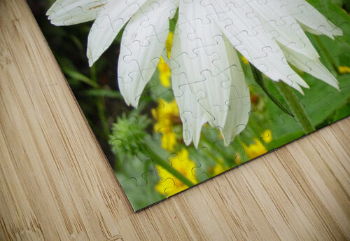 White coneflower Shilohsimage puzzle