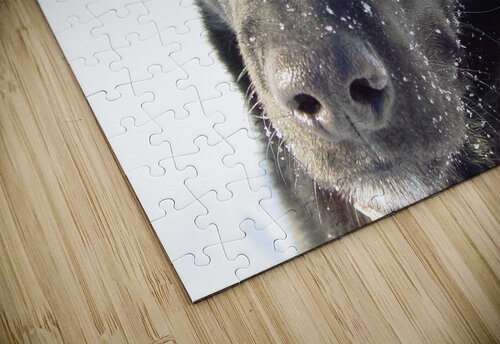 Black lab Shilohsimage puzzle