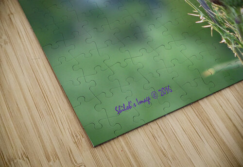 Thistle Shilohsimage puzzle