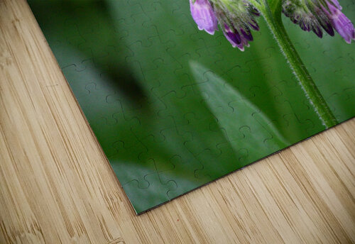 Comfrey Shilohsimage puzzle