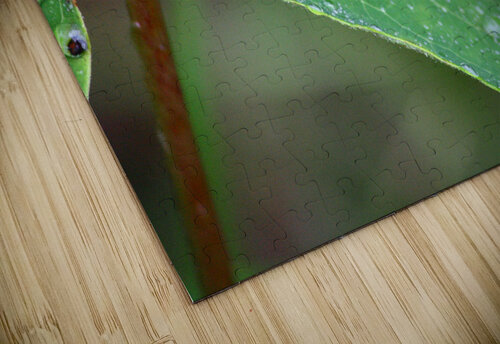 Rainbow beetle Shilohsimage puzzle