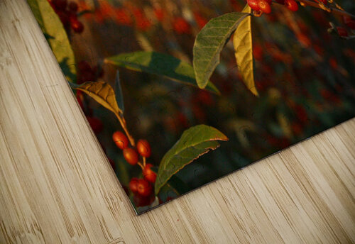 Berry bush Shilohsimage puzzle