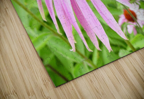 Echinacea   Shilohsimage puzzle