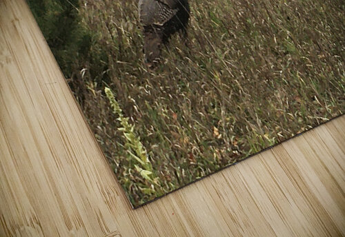 Wild Turkey Shilohsimage puzzle