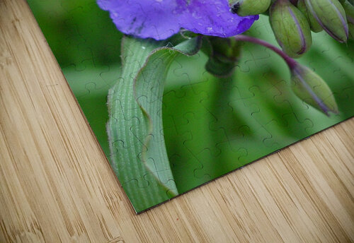Spiderwort Shilohsimage puzzle