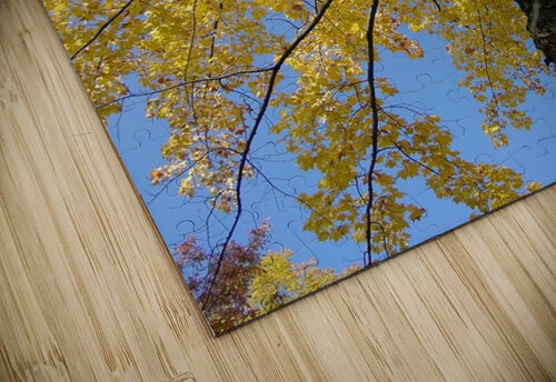 Yellow Maple  Shilohsimage puzzle