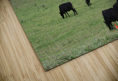 Cows Grazing Shilohsimage puzzle