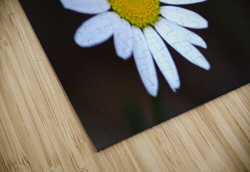 Daisy Shilohsimage puzzle