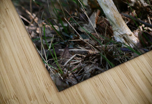 Mushroom Shilohsimage puzzle