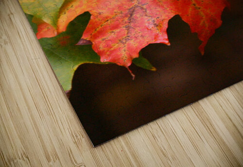 Fall Maple Shilohsimage puzzle