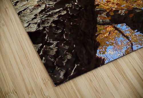 Look Up Shilohsimage puzzle