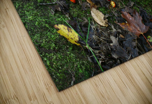 Lichens Shilohsimage puzzle