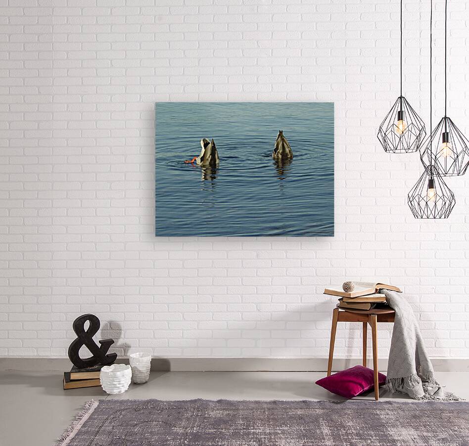 Mallards Reproduction