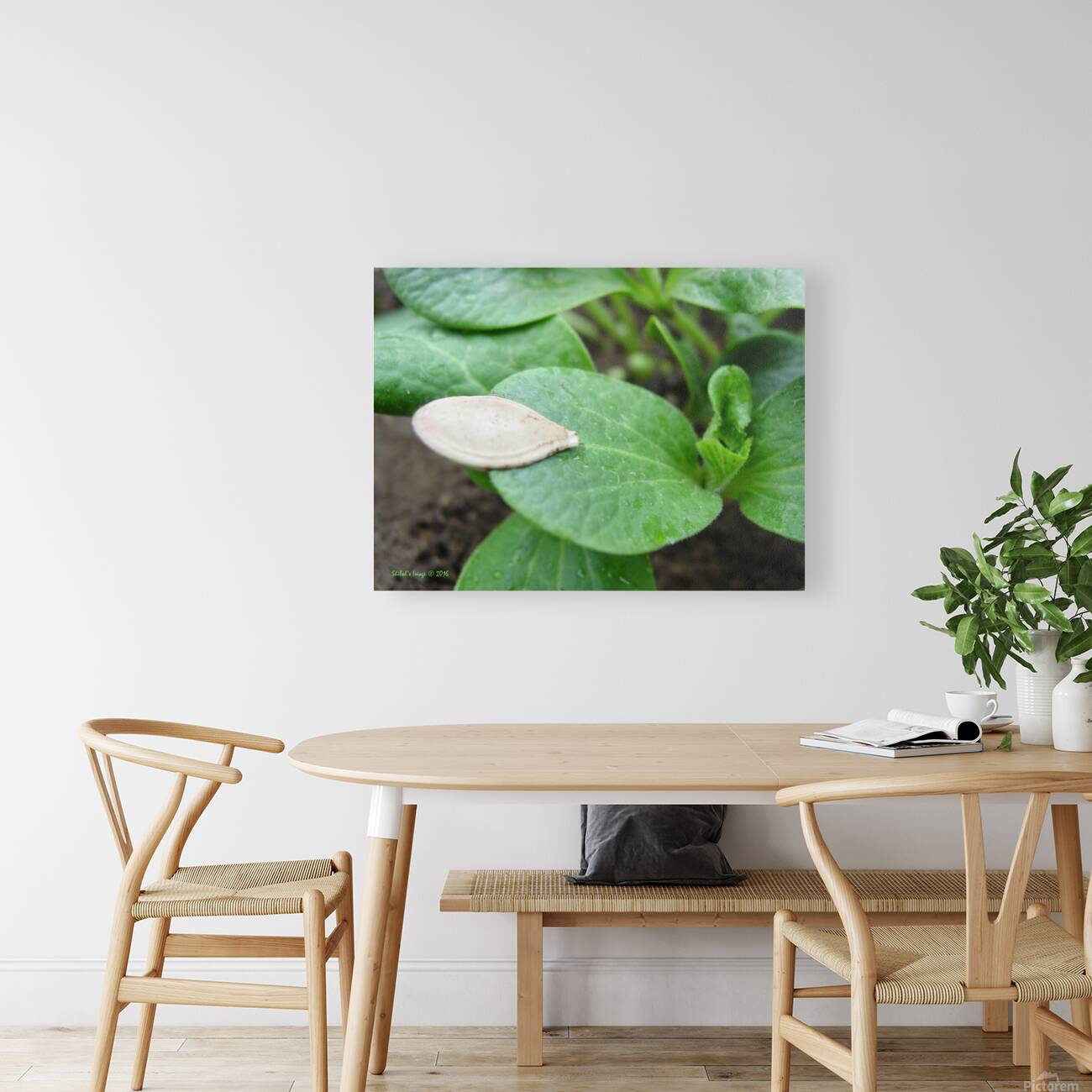 Pumpkin seed Reproduction