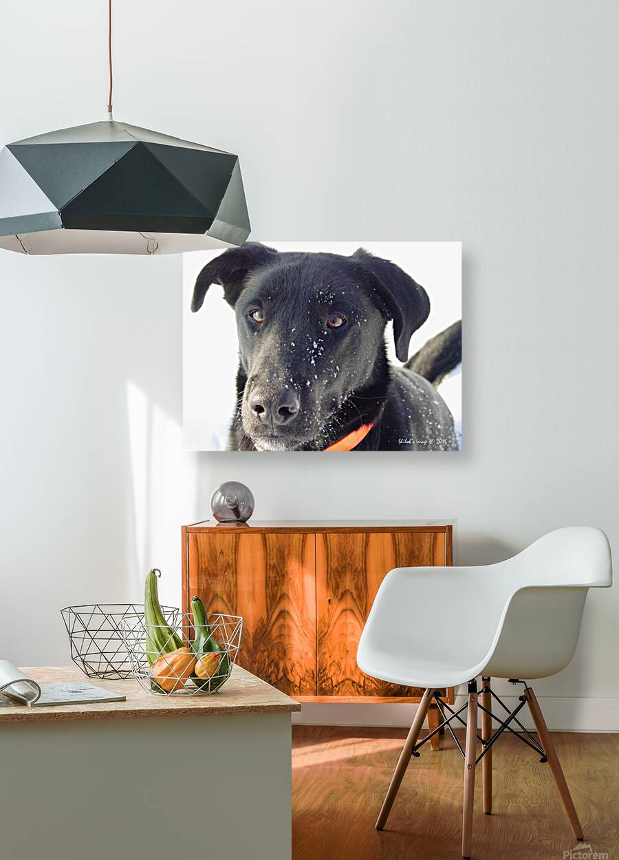Black lab Reproduction